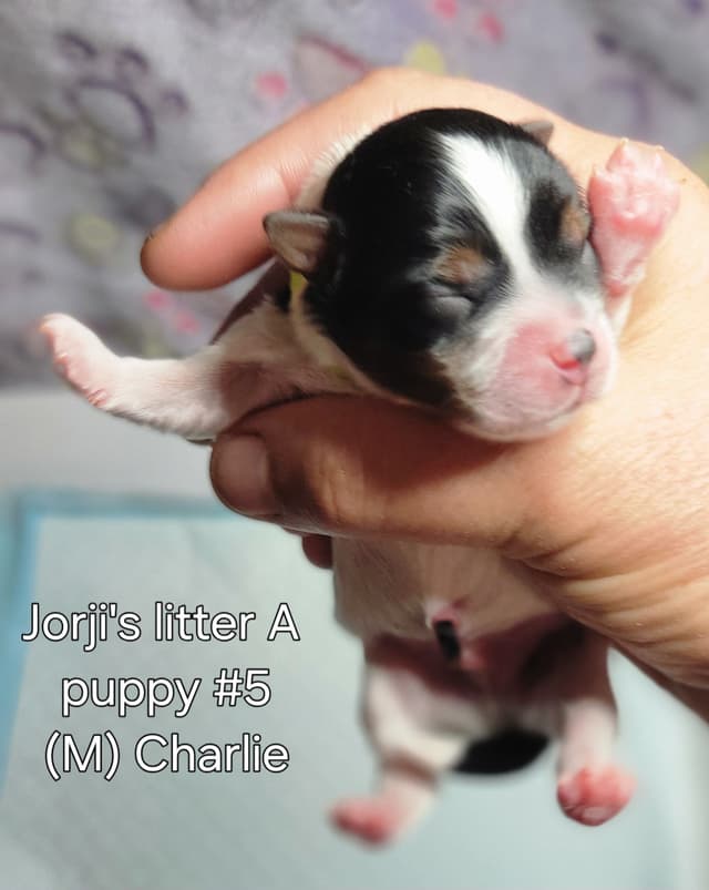 Biewer Terrier Puppies media 18