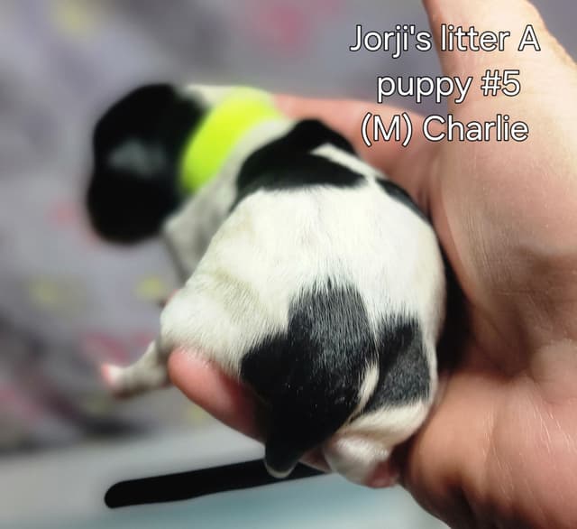 Biewer Terrier Puppies media 19
