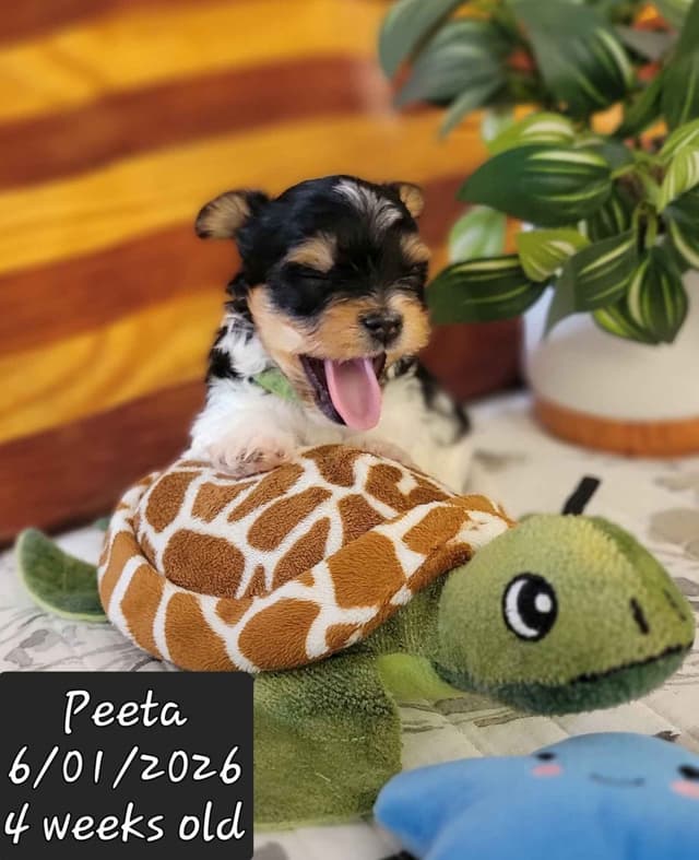 Biewer Terrier Puppies media 3
