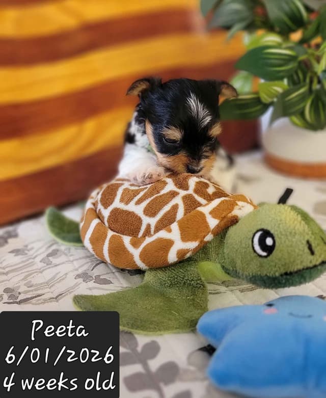Biewer Terrier Puppies media 2
