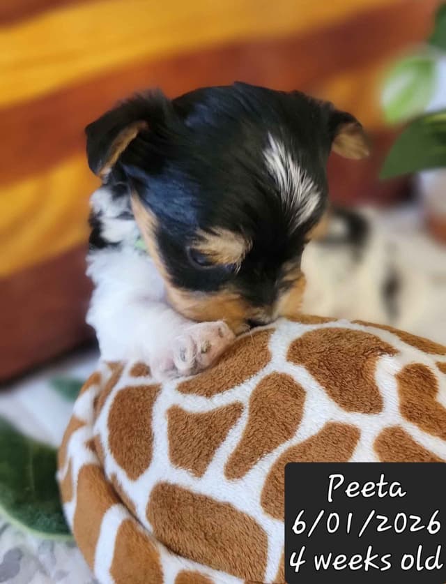 Biewer Terrier Puppies media 4