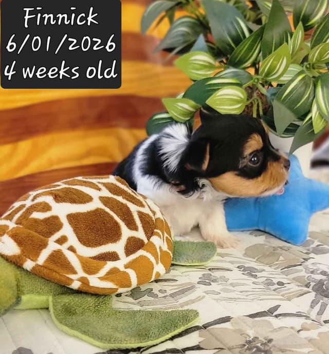 Biewer Terrier Puppies media 5