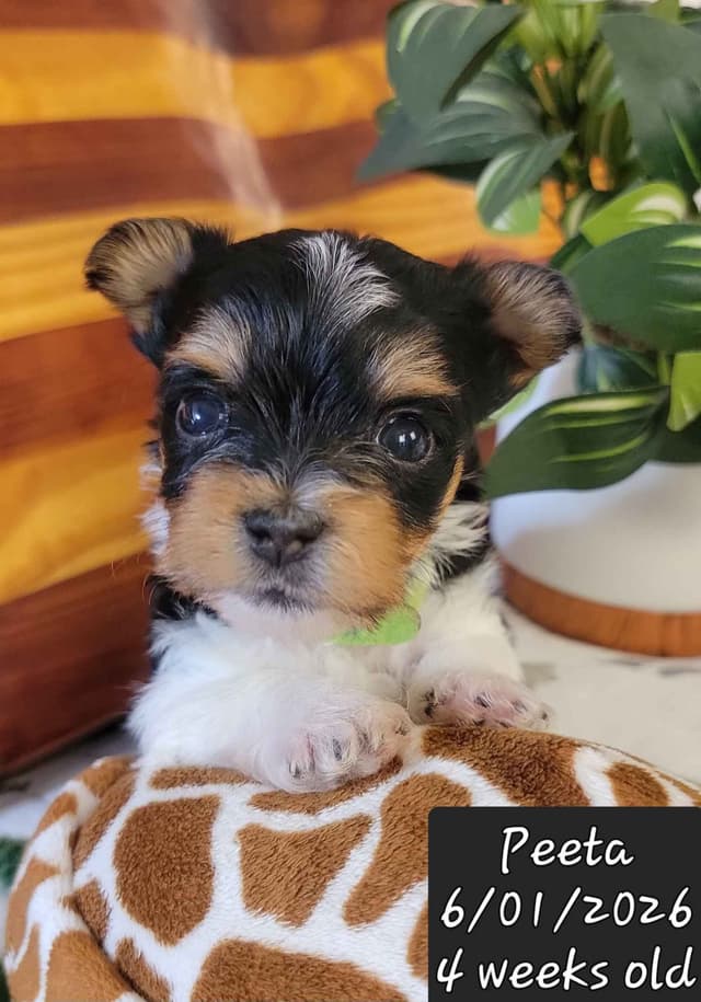 Biewer Terrier Puppies media 6