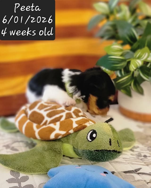 Biewer Terrier Puppies media 8