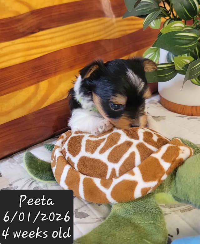 Biewer Terrier Puppies media 7