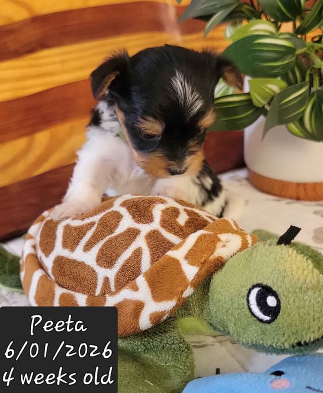 Biewer Terrier Puppies media 9