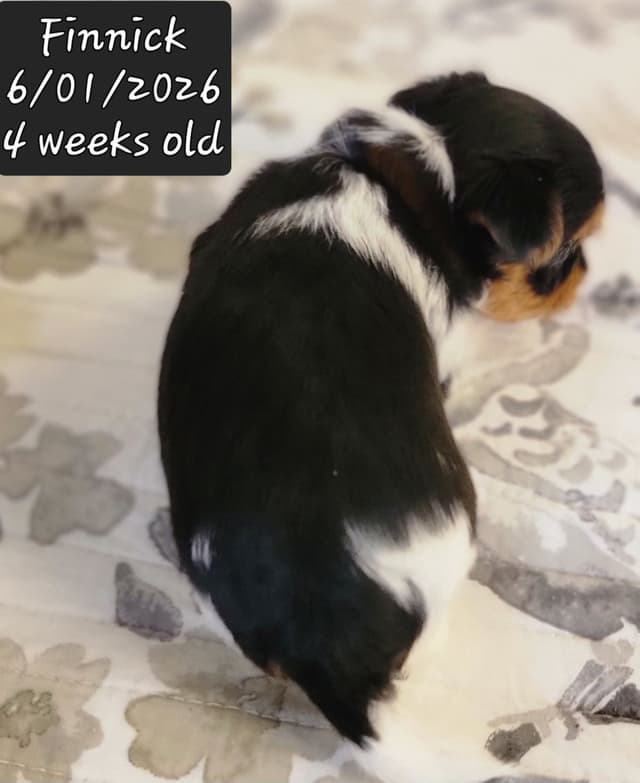 Biewer Terrier Puppies media 10