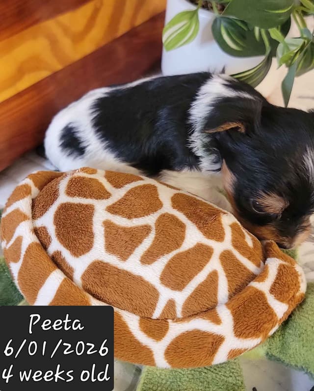 Biewer Terrier Puppies media 12