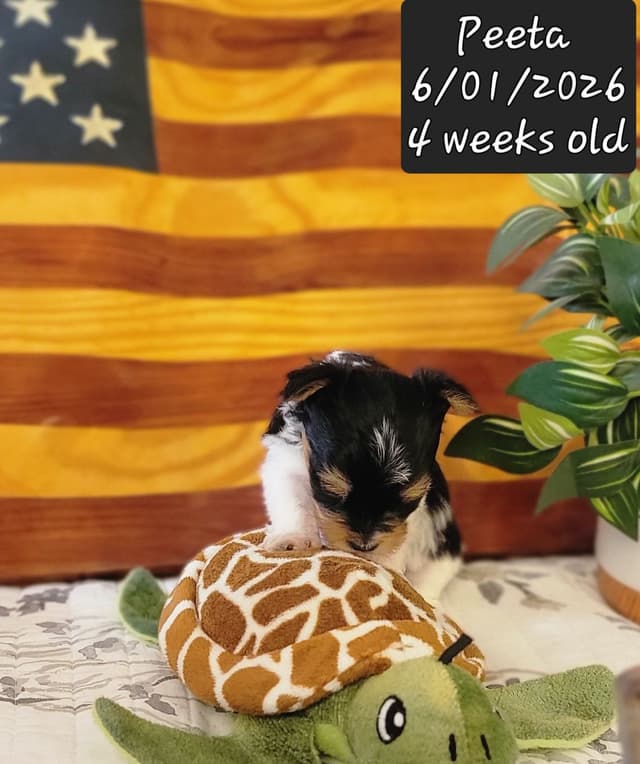 Biewer Terrier Puppies media 11