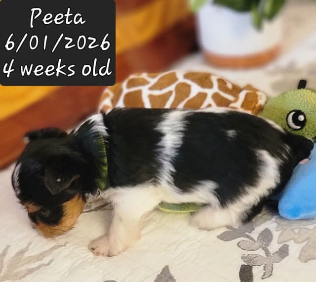 Biewer Terrier Puppies media 14