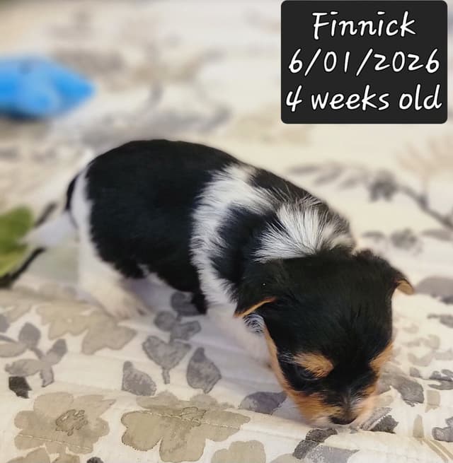 Biewer Terrier Puppies media 15