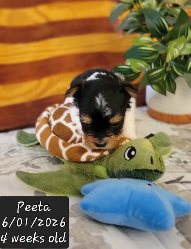 Biewer Terrier Puppies media 16