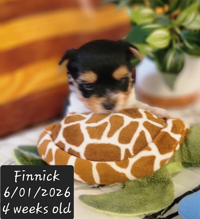 Biewer Terrier Puppies media 18
