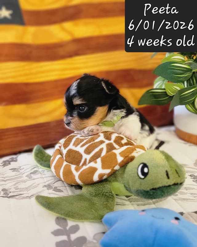 Biewer Terrier Puppies media 20