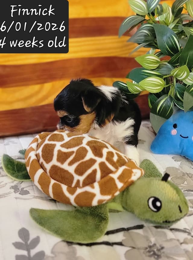 Biewer Terrier Puppies media 19