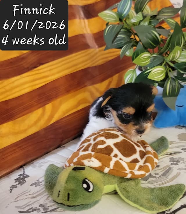 Biewer Terrier Puppies media 21