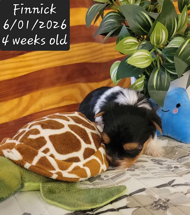 Biewer Terrier Puppies media 22