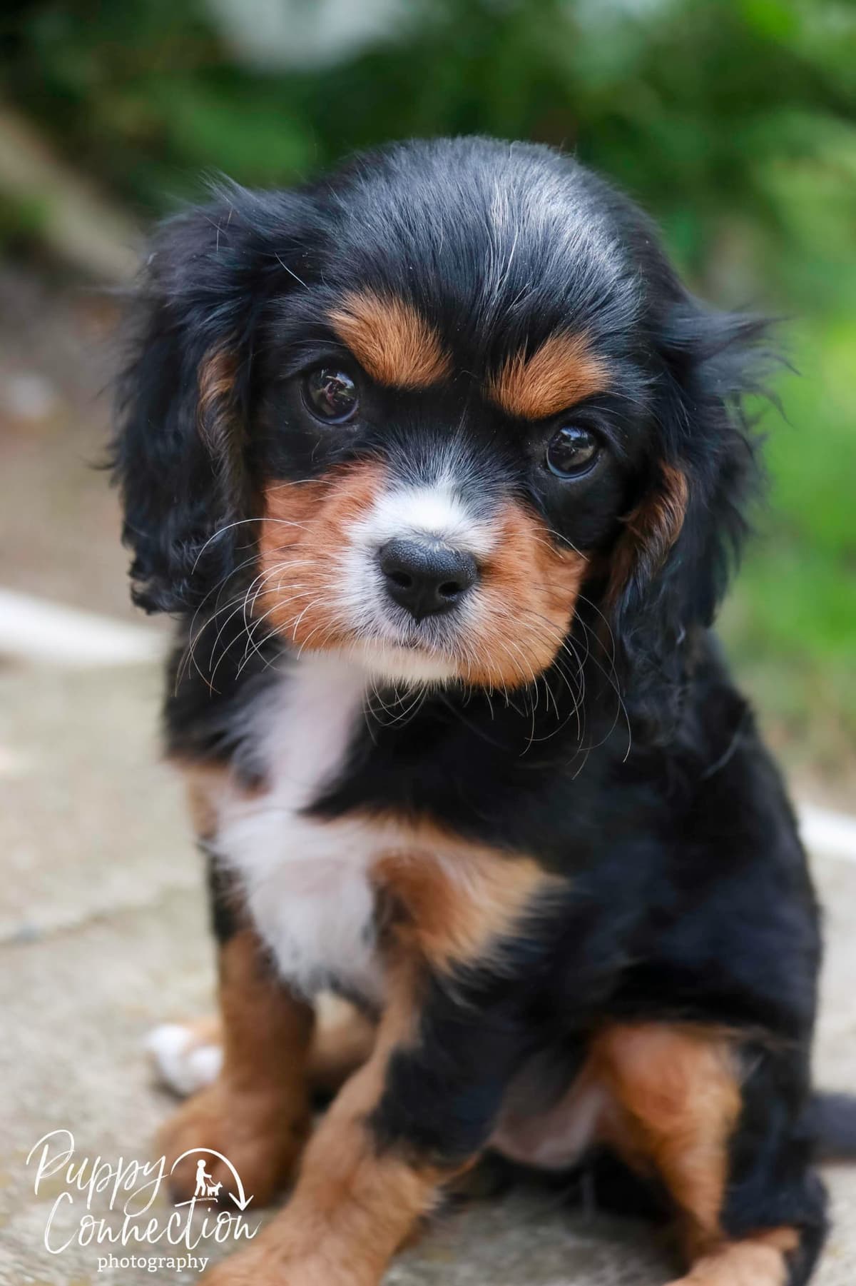 Cavalier King Charles Spaniel Puppies breeder image 1
