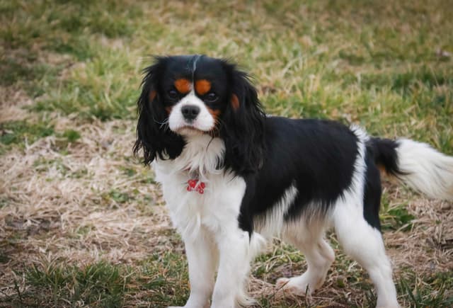 Cavalier King Charles Spaniel Puppies media 4
