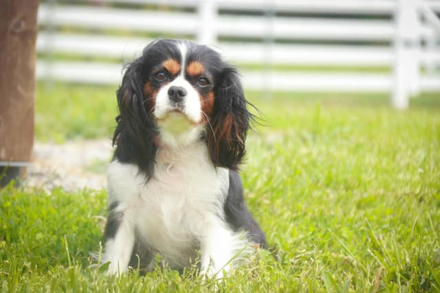 Cavalier King Charles Spaniel Puppies media 5