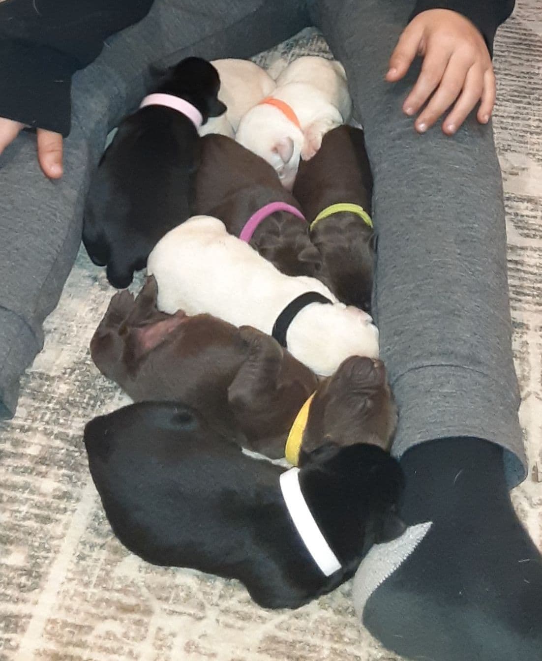 Labrador Retriever Puppies For Sale 1-Yellow MALE & 1 Chocolate Female breeder image 1