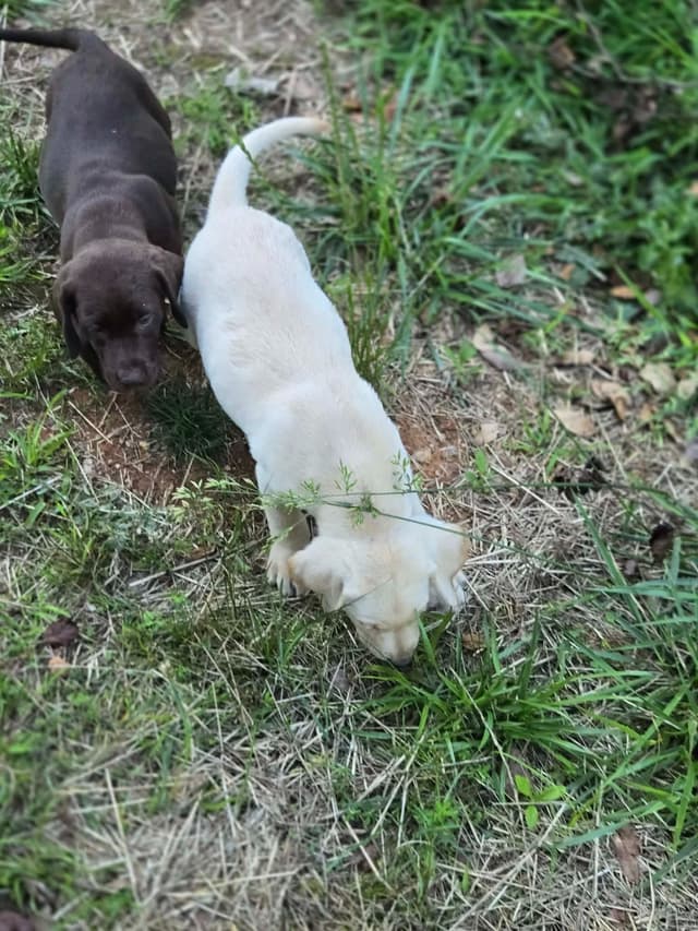 Labrador Retriever Puppies For Sale 1-Yellow MALE & 1 Chocolate Female media 3