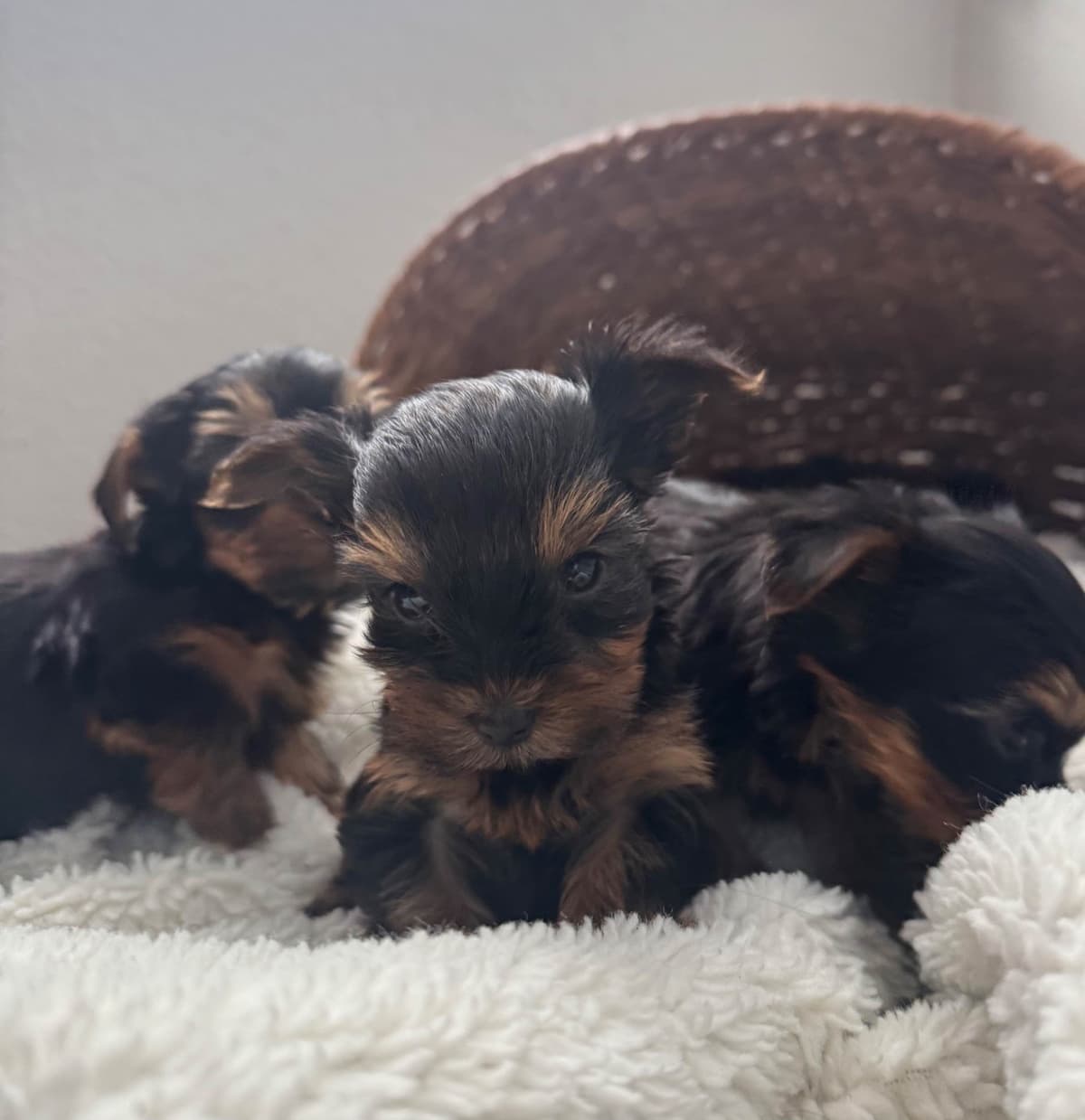 Yorkshire Terrier Puppies breeder image 1