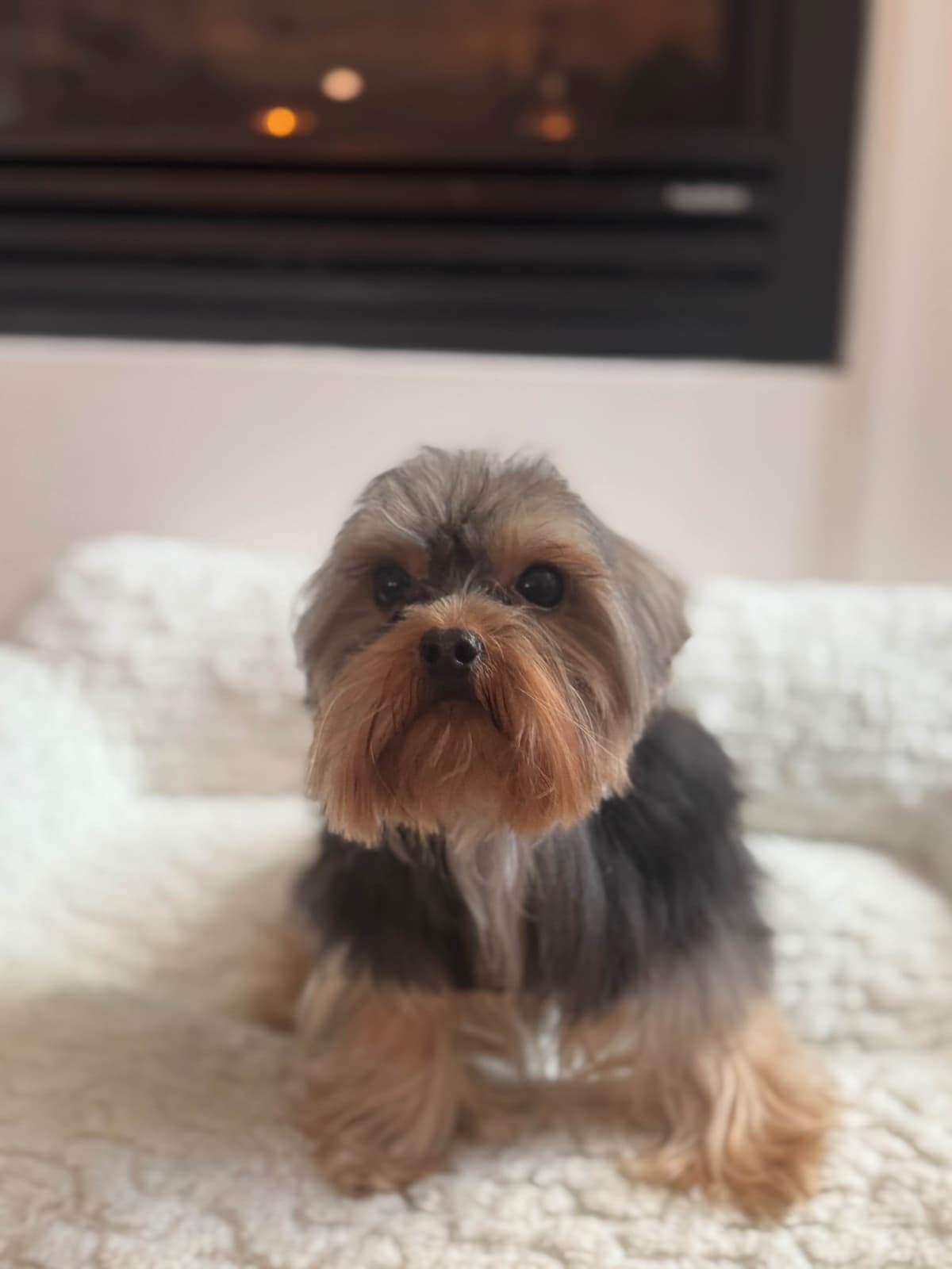 Yorkshire Terrier Puppies breeder image 5
