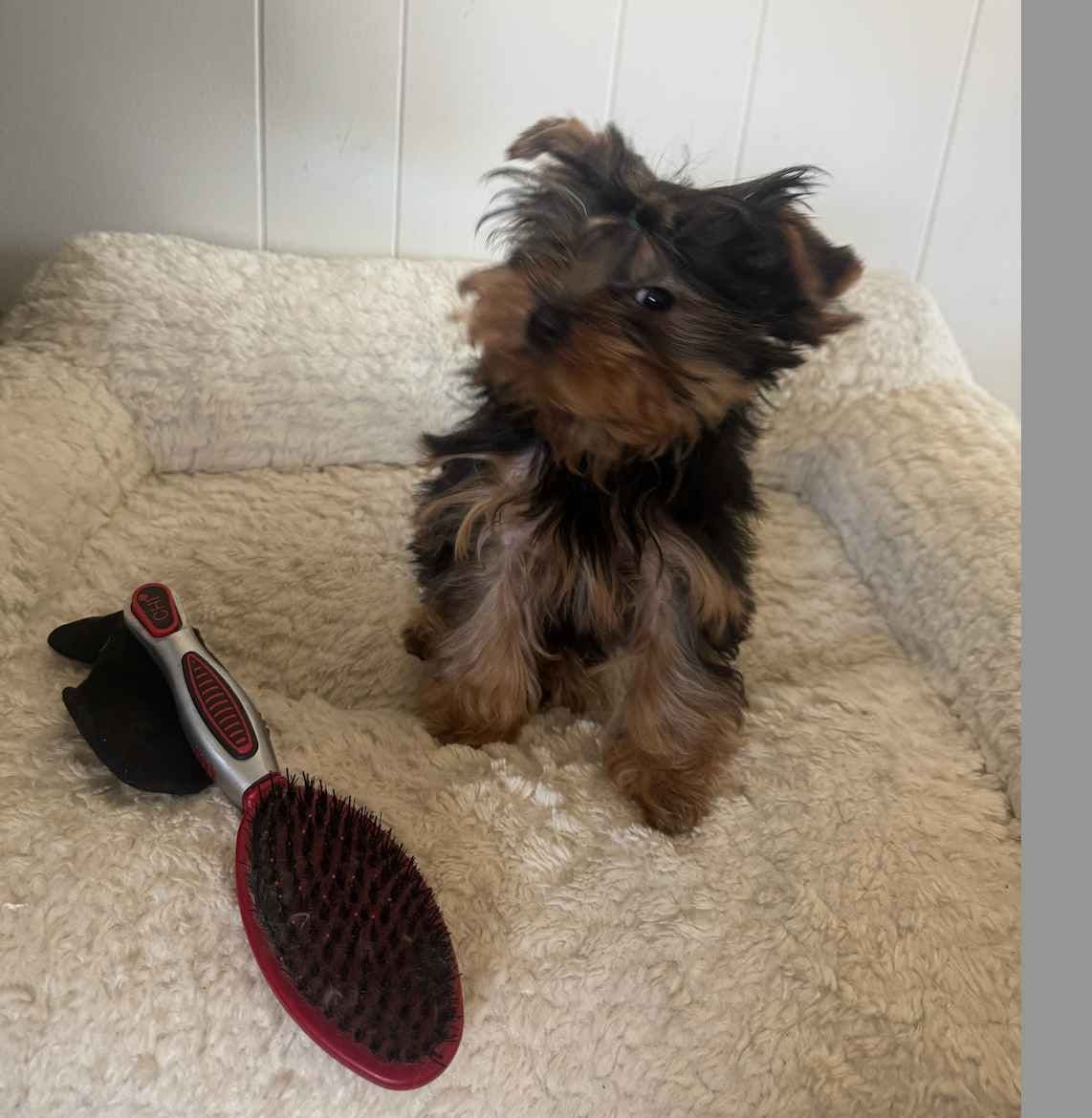 Yorkshire Terrier Puppies breeder image 4