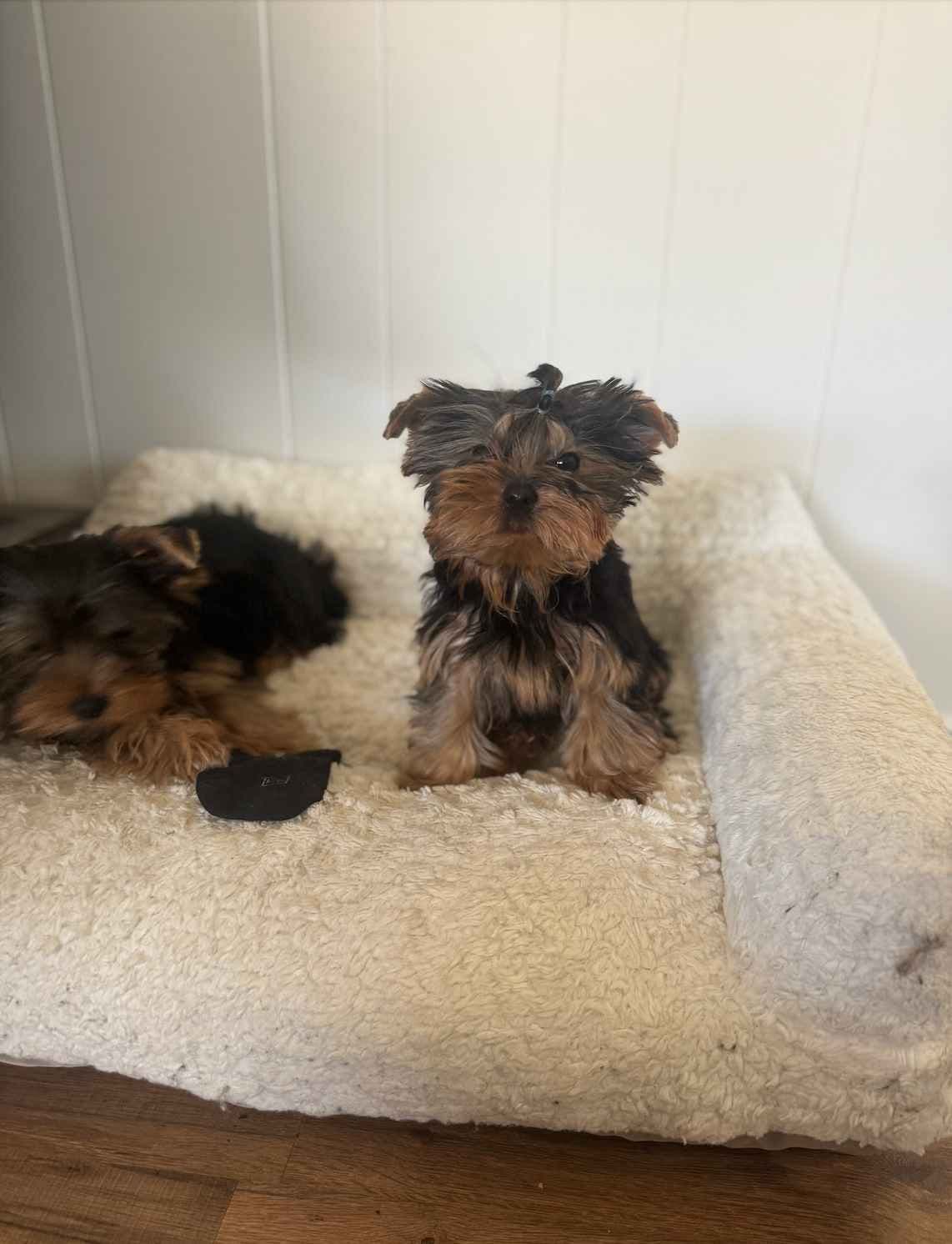 Yorkshire Terrier Puppies breeder image 3