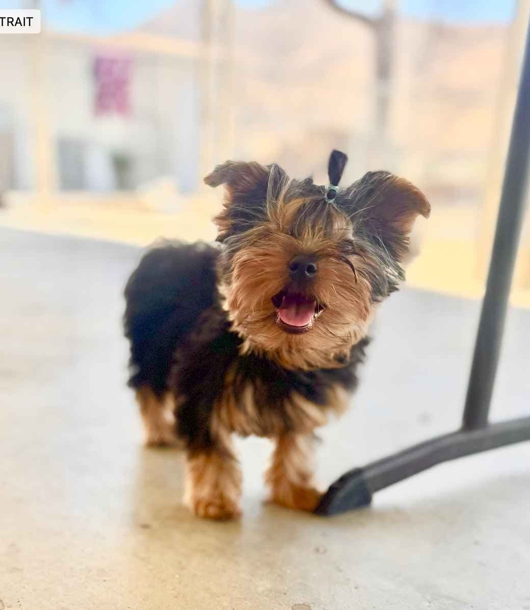 Yorkshire Terrier Puppies breeder image 2