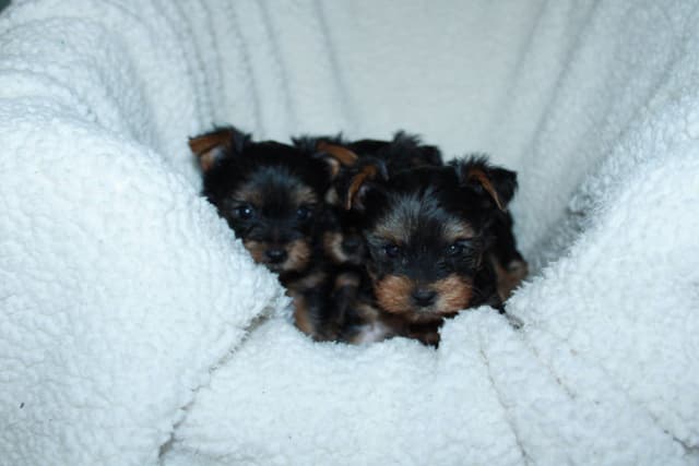 Yorkshire Terrier Puppies media 2