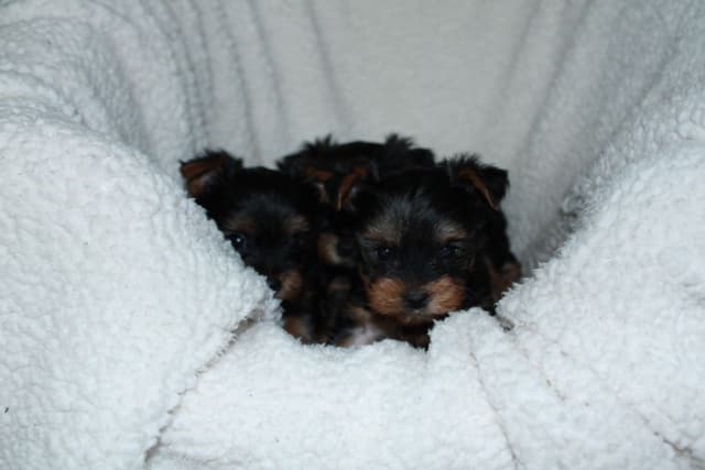 Yorkshire Terrier Puppies media 4