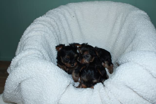 Yorkshire Terrier Puppies media 5