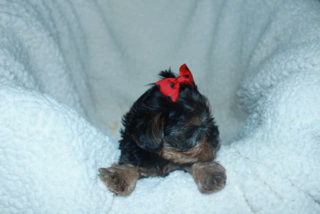 Yorkshire Terrier Puppies media 6