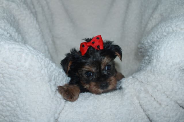 Yorkshire Terrier Puppies media 7