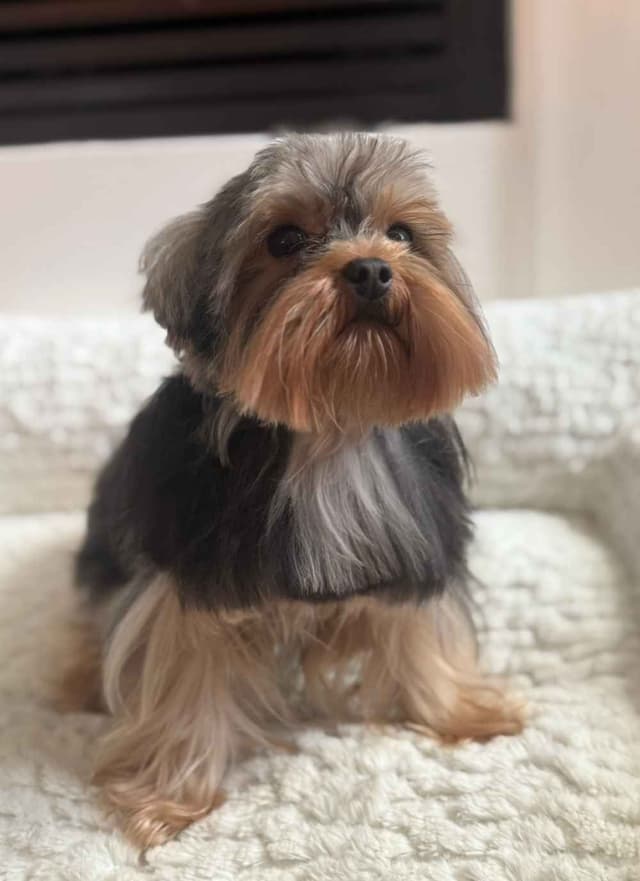 Yorkshire Terrier Puppies media 8