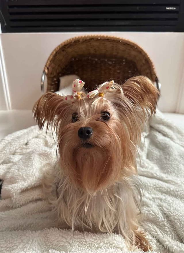 Yorkshire Terrier Puppies media 9
