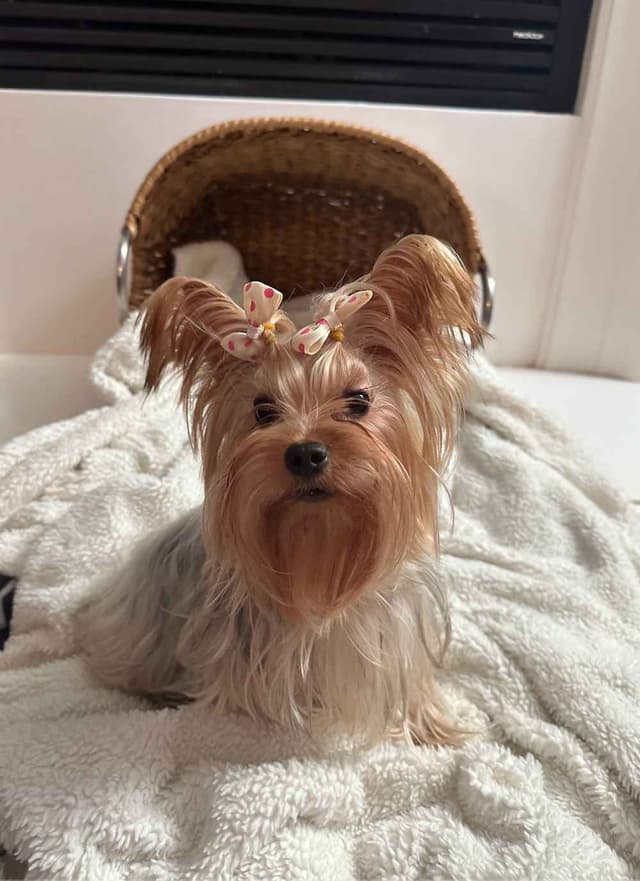 Yorkshire Terrier Puppies media 10