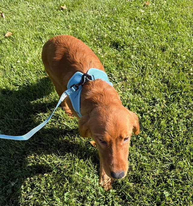 Dark Golden Retriever Puppies media 2