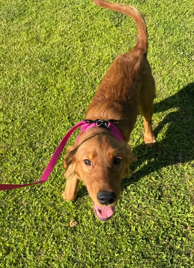 Dark Golden Retriever Puppies media 4