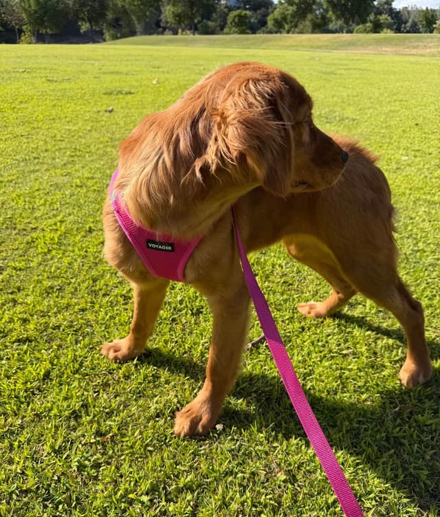 Dark Golden Retriever Puppies media 3