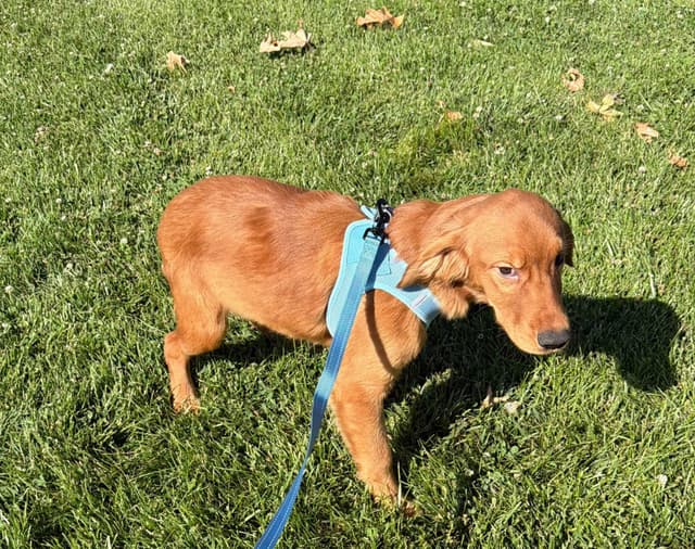 Dark Golden Retriever Puppies media 5