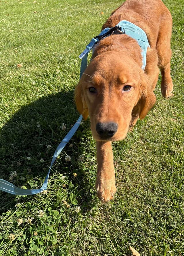 Dark Golden Retriever Puppies media 7