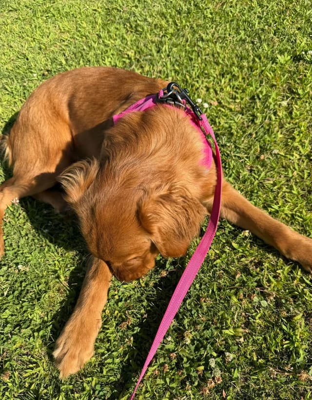 Dark Golden Retriever Puppies media 8
