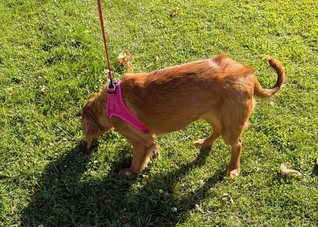 Dark Golden Retriever Puppies media 9