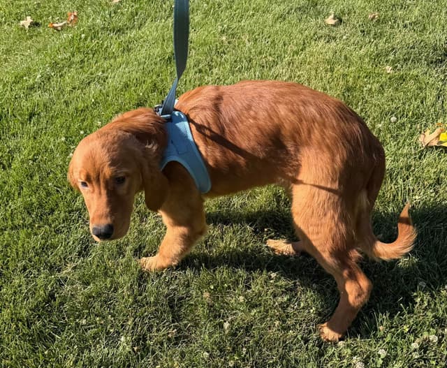 Dark Golden Retriever Puppies media 10