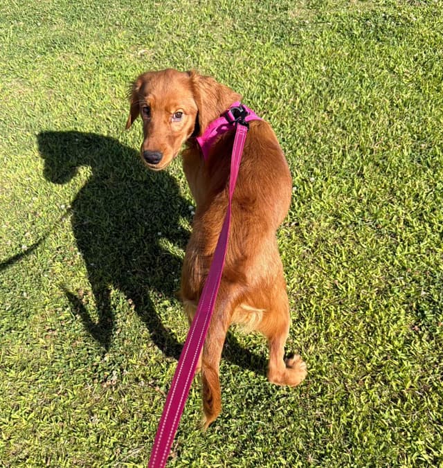 Dark Golden Retriever Puppies media 11