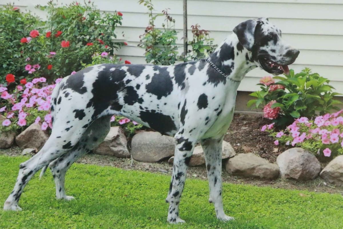 Great Dane Puppies breeder image 3