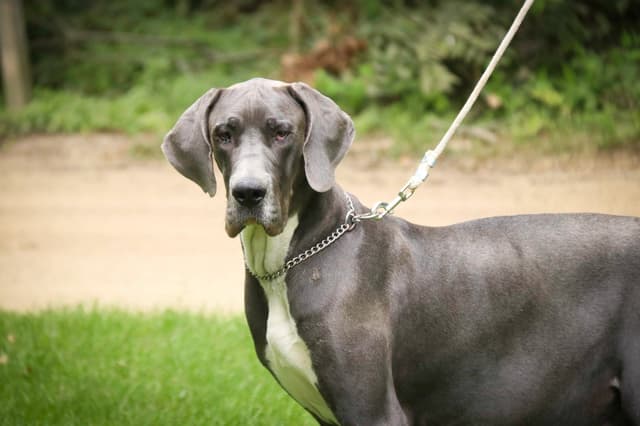 Great Dane Puppies media 2